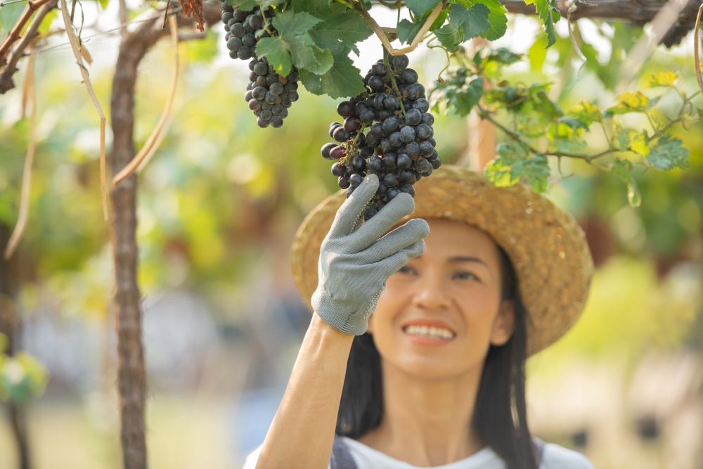 Creating a vineyard